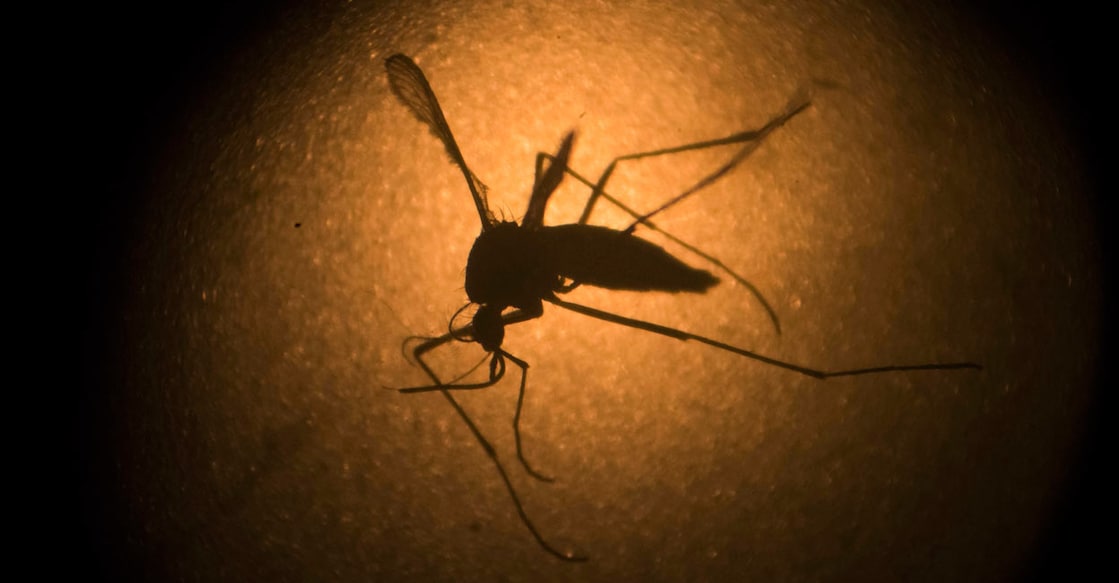 India Zika Virus India Zika Virus