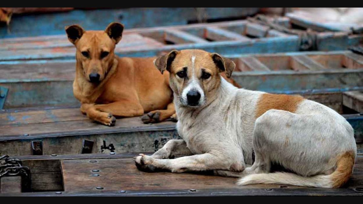 Is It Illegal To Kill Stray Dogs In India