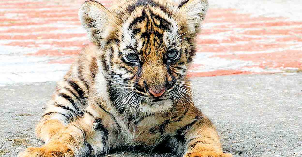 Orphaned tiger cub Mangala to be released back into forests after rewilding training