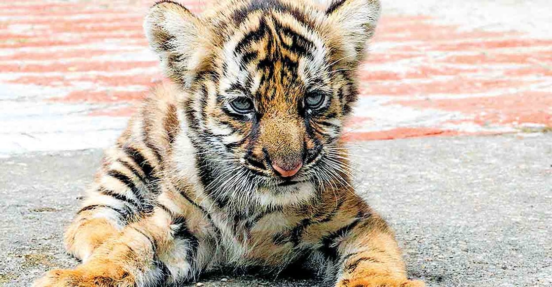 Orphaned tiger cub Mangala to be released back into forests after rewilding training Orphaned tiger cub Mangala to be released back into forests after rewilding training