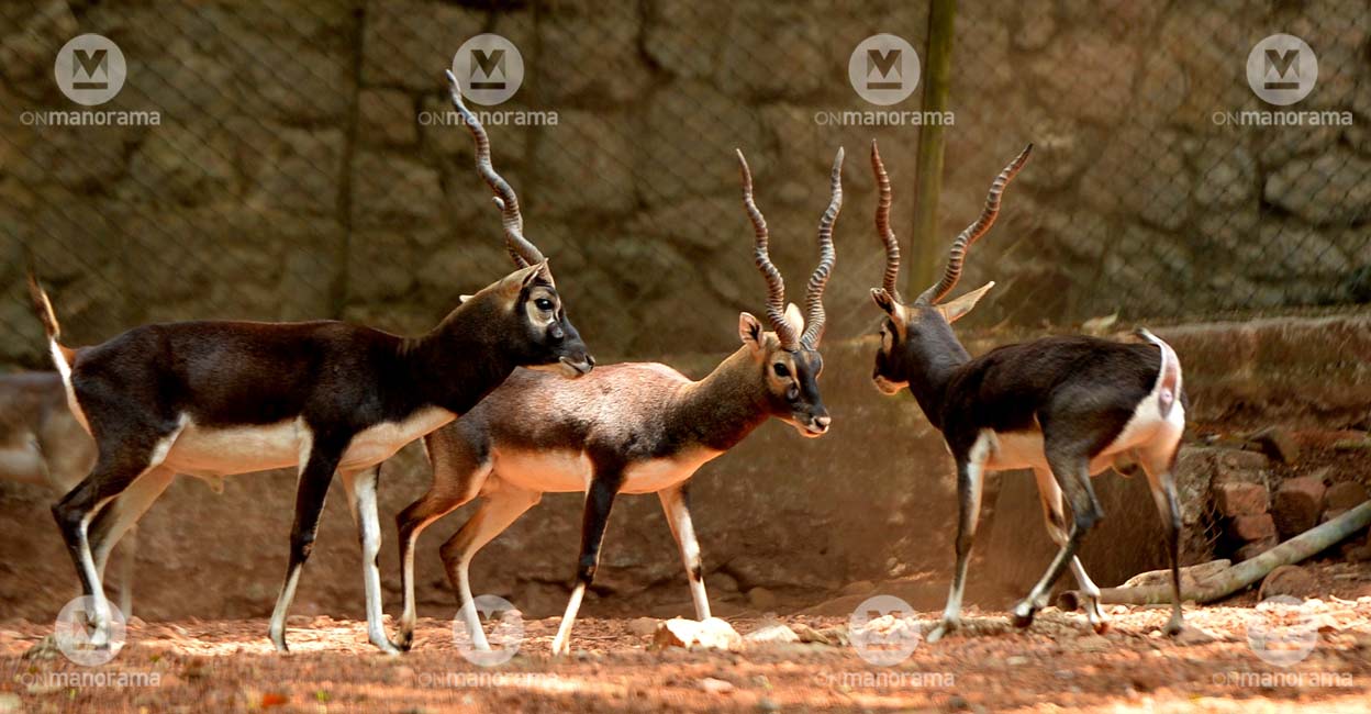 Blackbuck at Thiruvananthapuram zoo Blackbuck at Thiruvananthapuram zoo