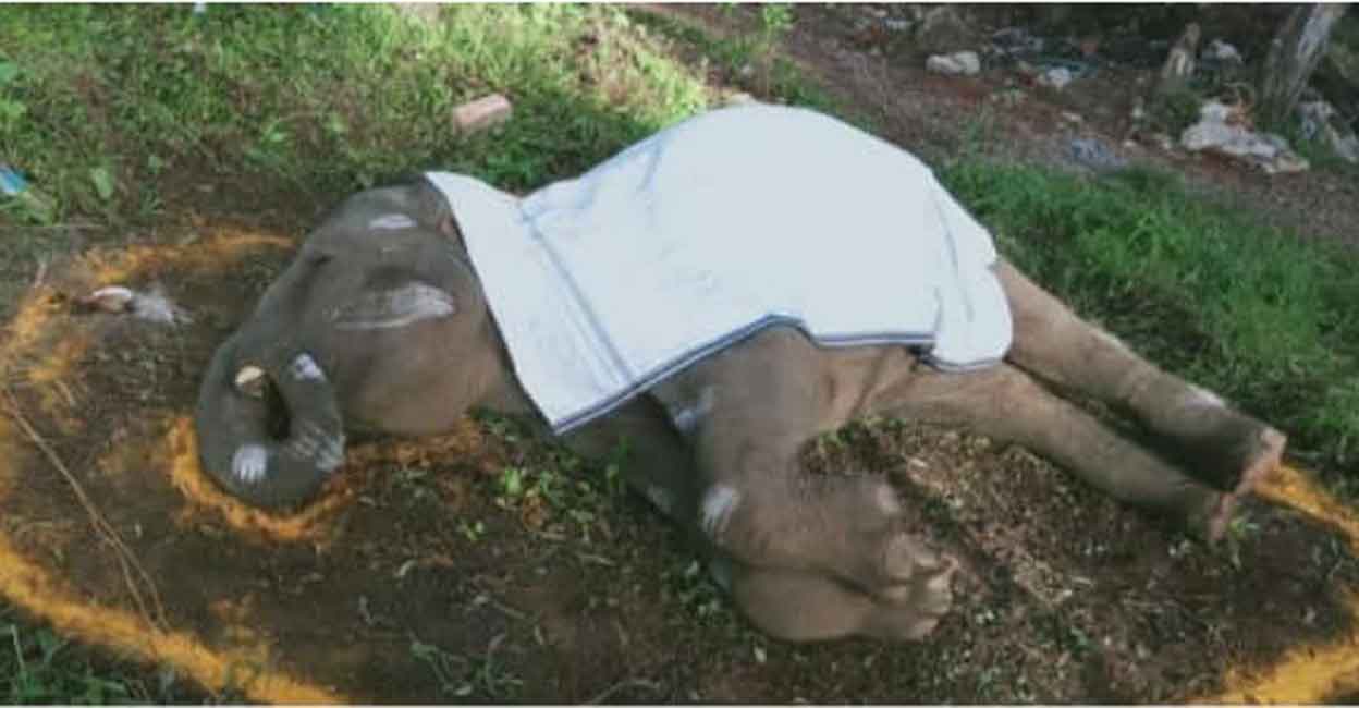 Baby-killer virus on a rampage in Thiruvananthapuram's sole elephant rehab centre