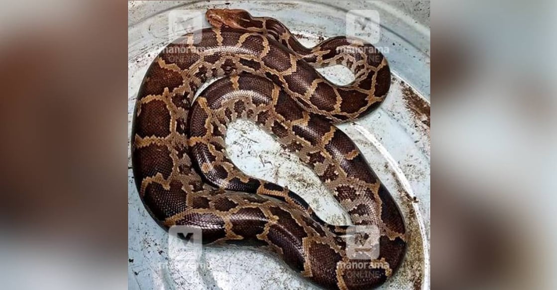 Panchayat president bitten by python in Kottayam
