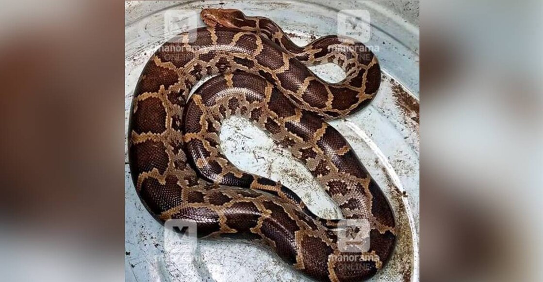 Panchayat president bitten by python in Kottayam Panchayat president bitten by python in Kottayam