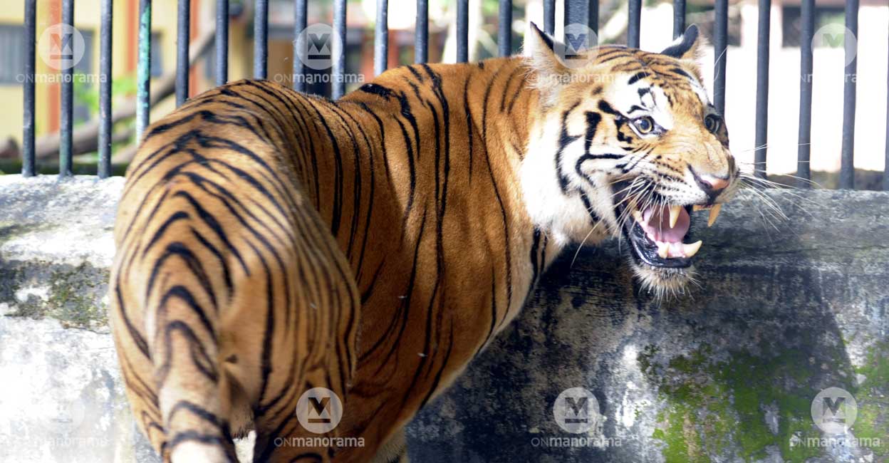 A tiger at Thiruvananthapuram zoo A tiger at Thiruvananthapuram zoo