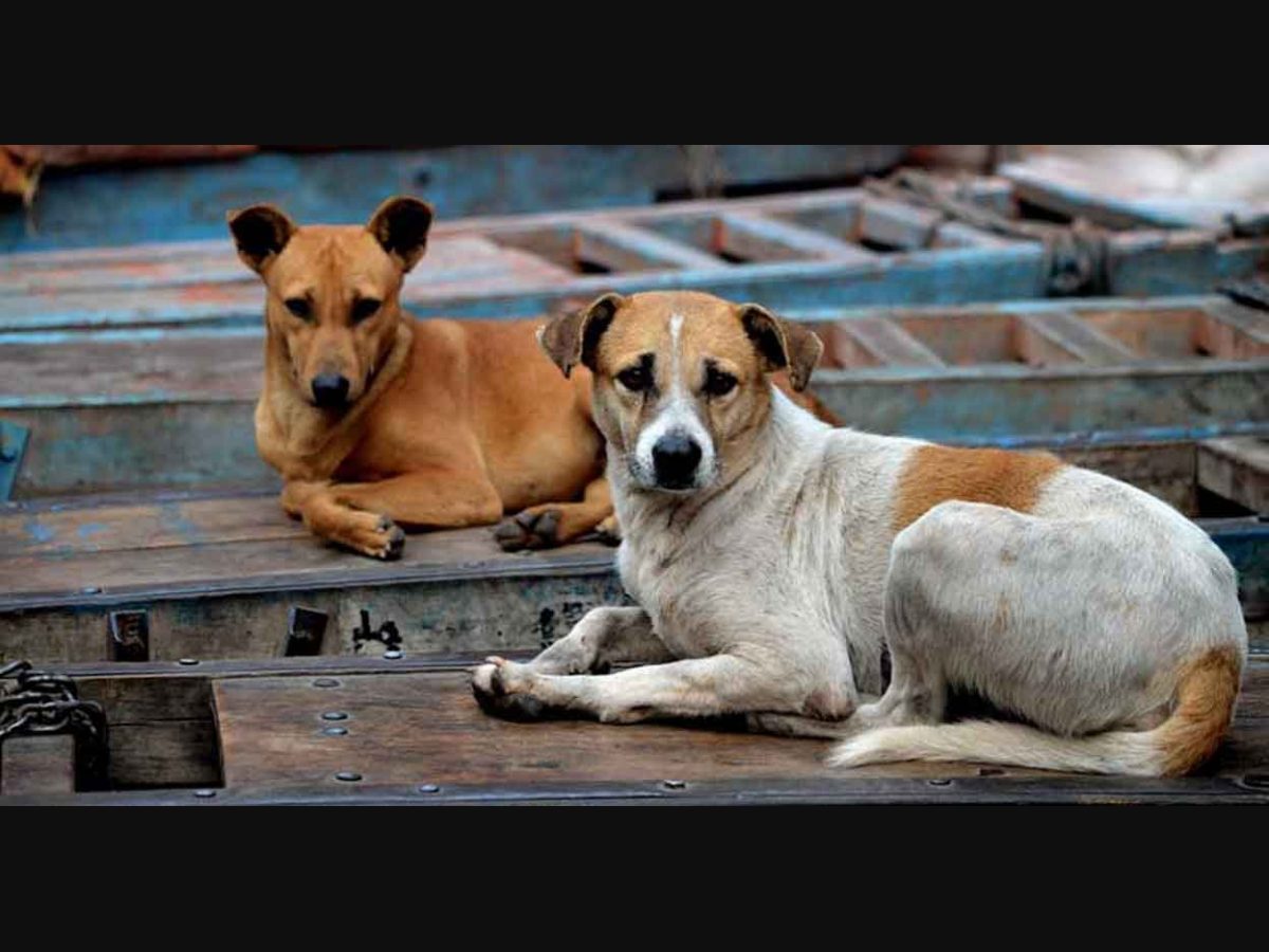 Take immediate steps to register pet dogs: Kerala HC to six corporations in  Kerala