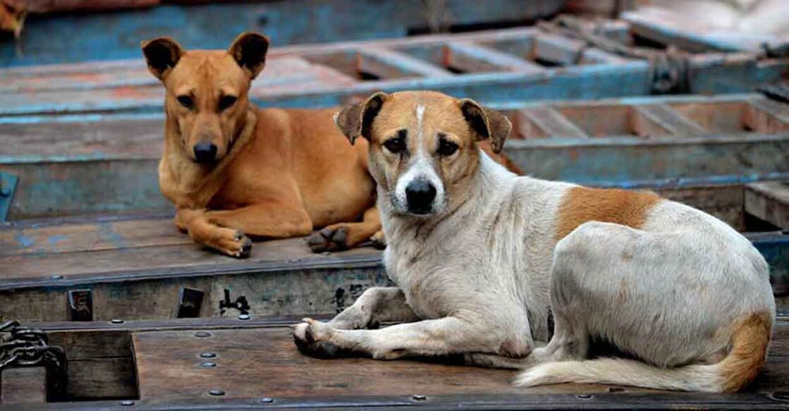 Stray dogs