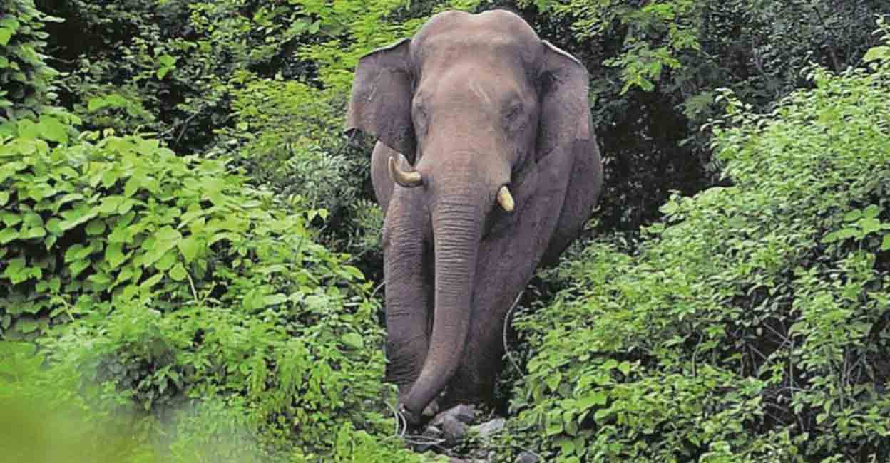 World Elephant Day: At least 60 died in captivity in Kerala in ...