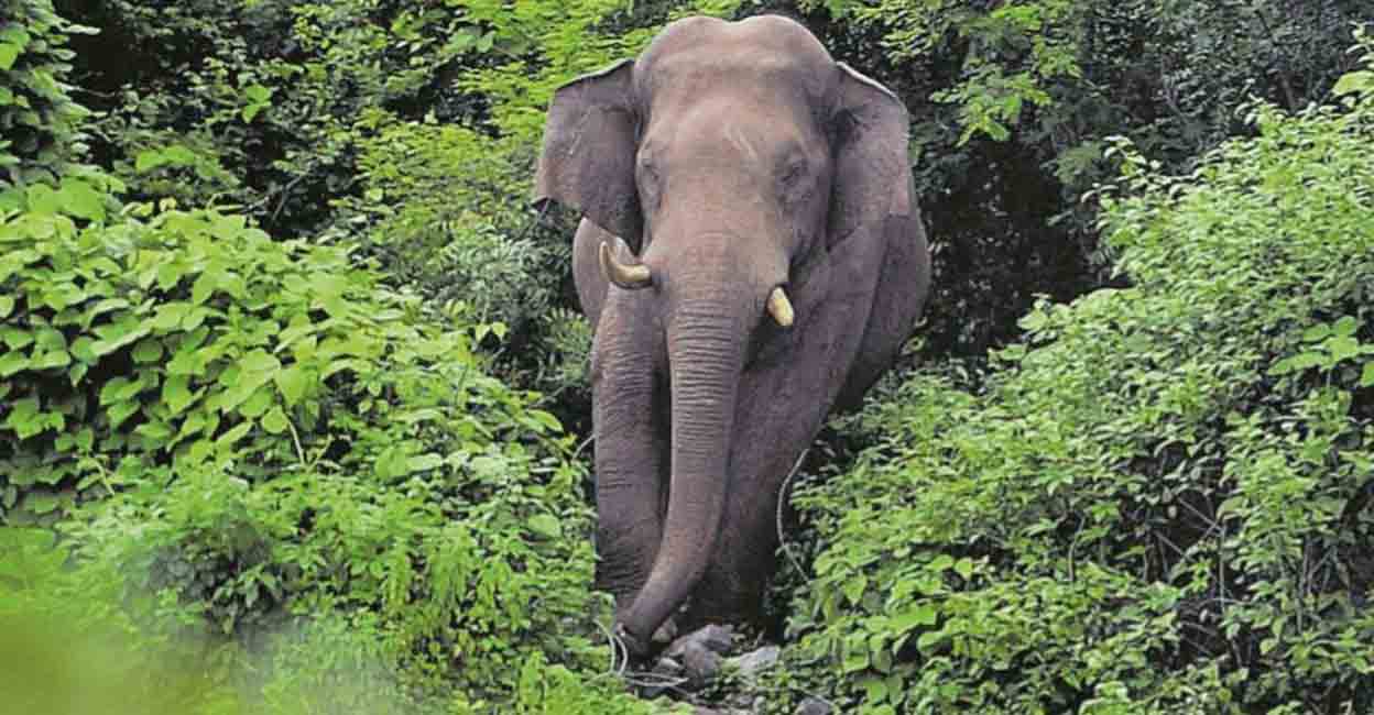 World Elephant Day: At least 60 died in captivity in Kerala in last 3 years