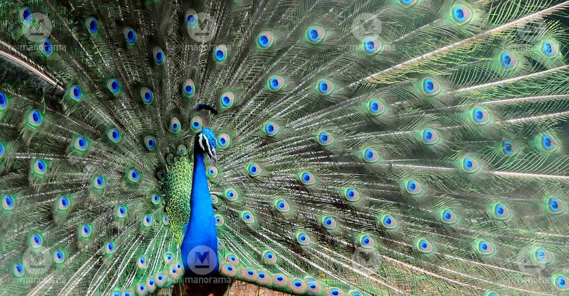 peacock-peafowl2 peacock-peafowl2