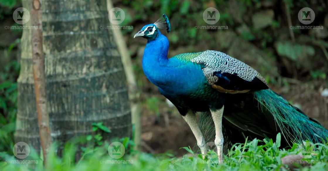 Does the rising number of peafowls in Kerala portend severe drought?
