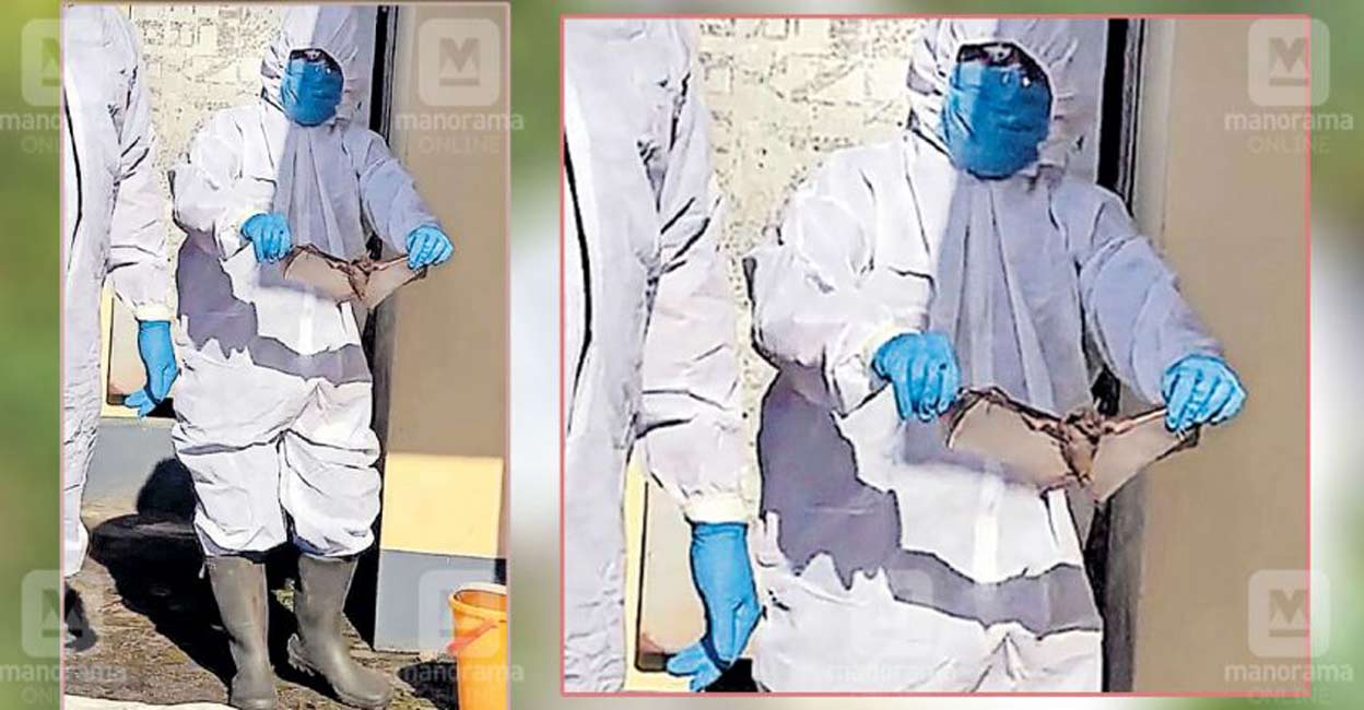 Bats found dead at two places in Kottayam, authorities rule out risk 