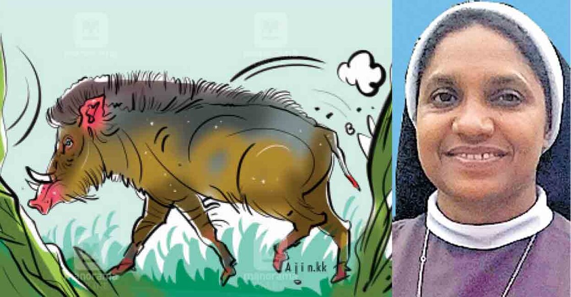 Nun among 13 granted licence to kill wild boars in Kerala