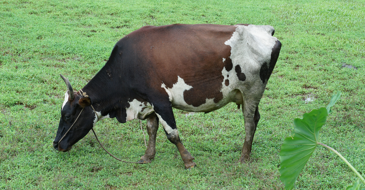 Cows | Cows