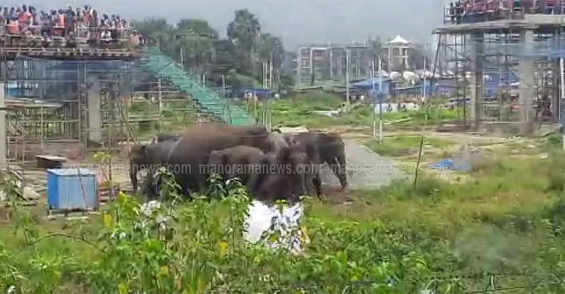 palakkad-elephant-3big palakkad-elephant-3big
