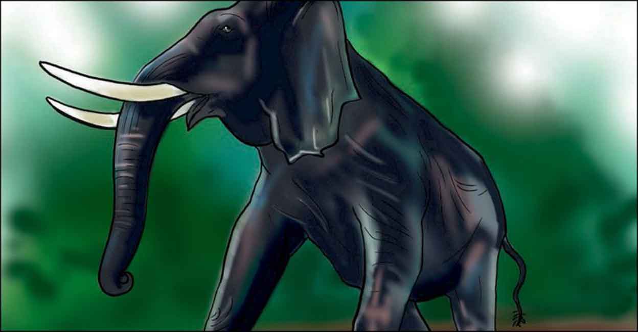 kollam-wild-elephant-attack