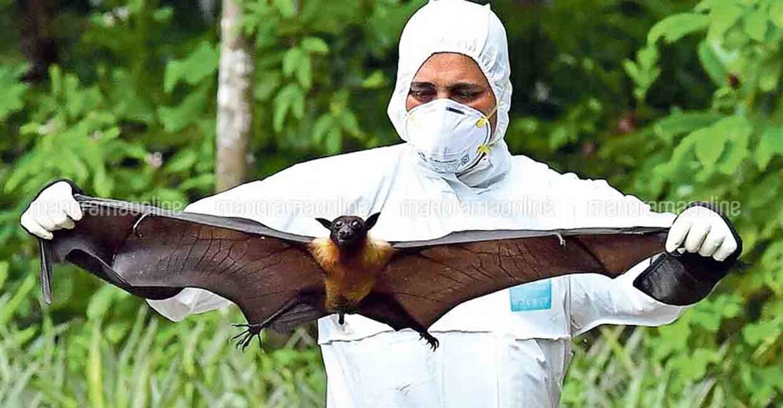 Nipah-Virus-bat