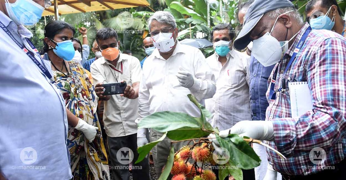 nipah-rambuttan nipah-rambuttan