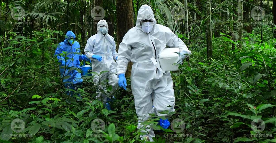 Officials collecting Rambutan fruits and other samples from the vicinity of the Nipah victim’s house at Chathamangalam in Kozhikode on Monday.