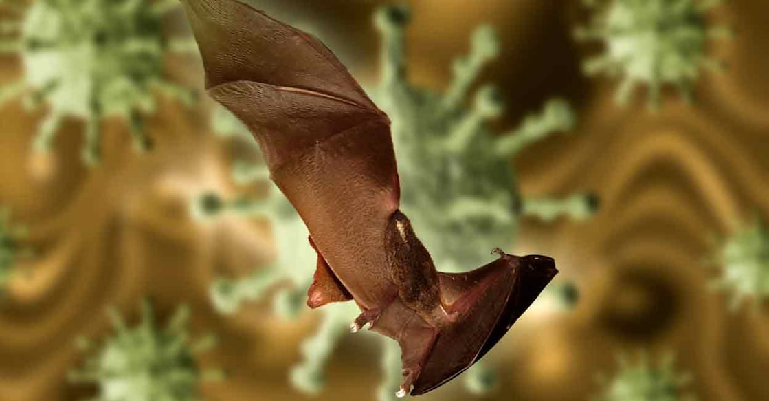 virus-bats
