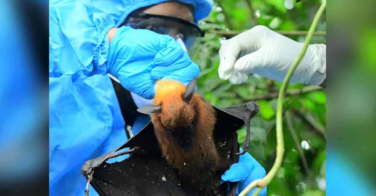 Nipah: Experts conduct annual field visits in Kozhikode to monitor habitats of bats