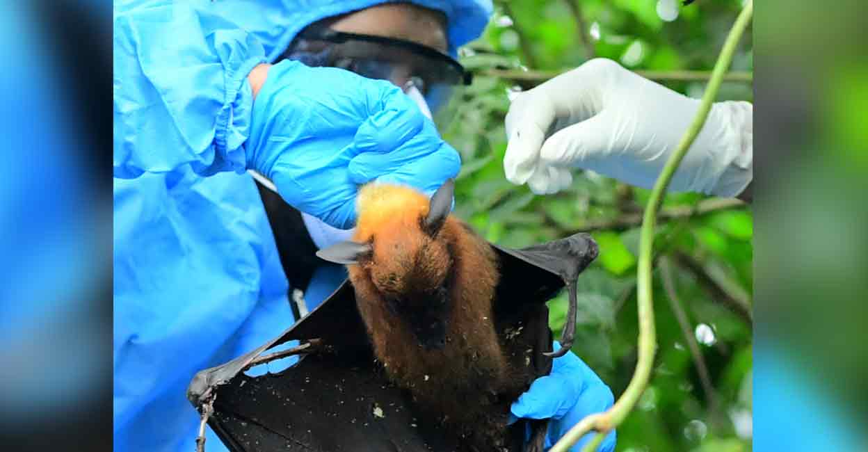 Health Minister Veena George said that five samples have been taken from bats for testing. Photo: Manorama