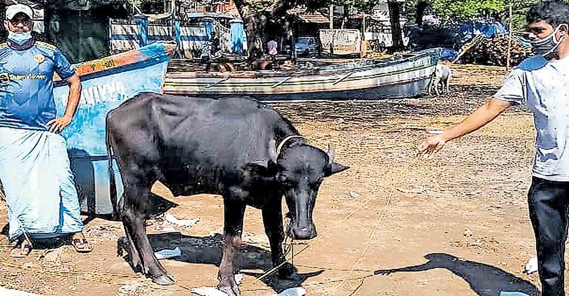 Five Kerala fishermen relieved after rescuing buffalo from sea at night