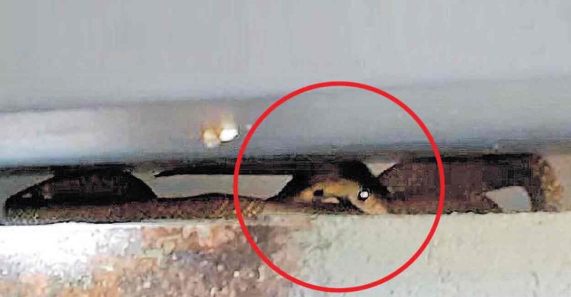 Youth finds snake lurking behind ATM at Kaipamangalam