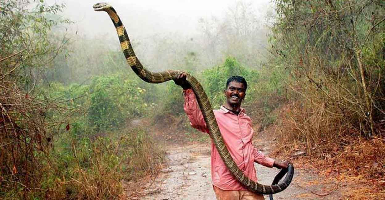 king-cobra-n-vava-suresh File Photo: Vava Suresh with a King Cobra