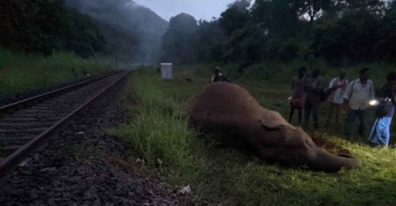 Environmentalists have demanded an underpass for the safe movement of wild animals Environmentalists have demanded an underpass for the safe movement of wild animals