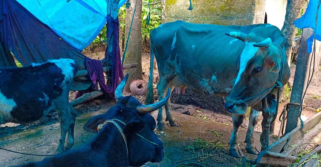 cows The tiger attacked an eight-month pregnant cow of Jaisy P G at Mundakolly in Wayanad's Cheeral village around 4 am on Friday.