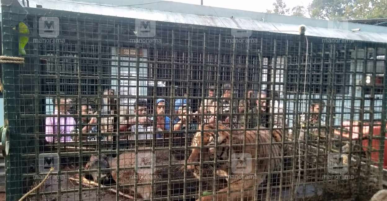 Cheeral Tiger | Photo: Manorama Online The captured Cheeral tiger in Wayanad. Photo: Arun Varghese/Manorama