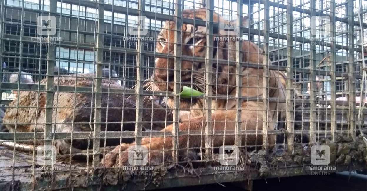  The captured Cheeral tiger in Wayanad. Photo: Arun Varghese/Manorama
