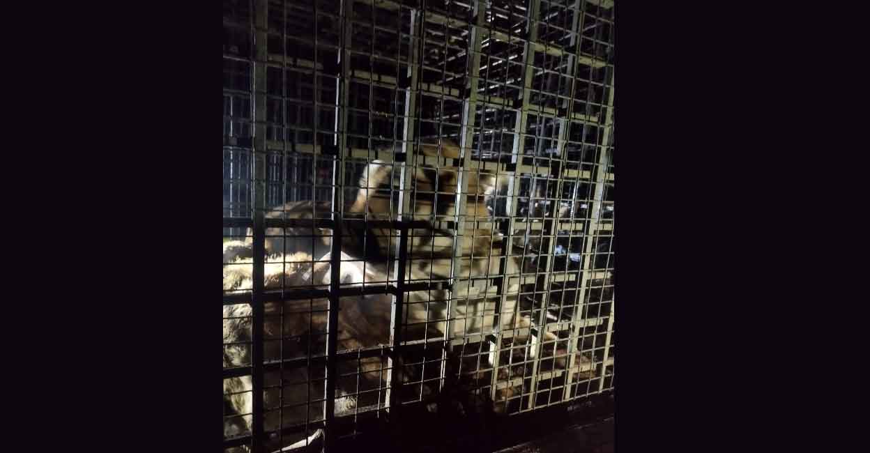 cheeral-tiger The captured tiger in Cheeral, Wayanad. Photo: Special arrangement