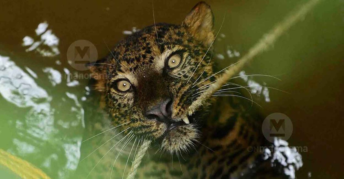 The leopard, which was found in a well of a house at Puthiyidam on October 7, was rescued by an expert team from Muthumala. Photo: Jithin Joel Harim/Manorama