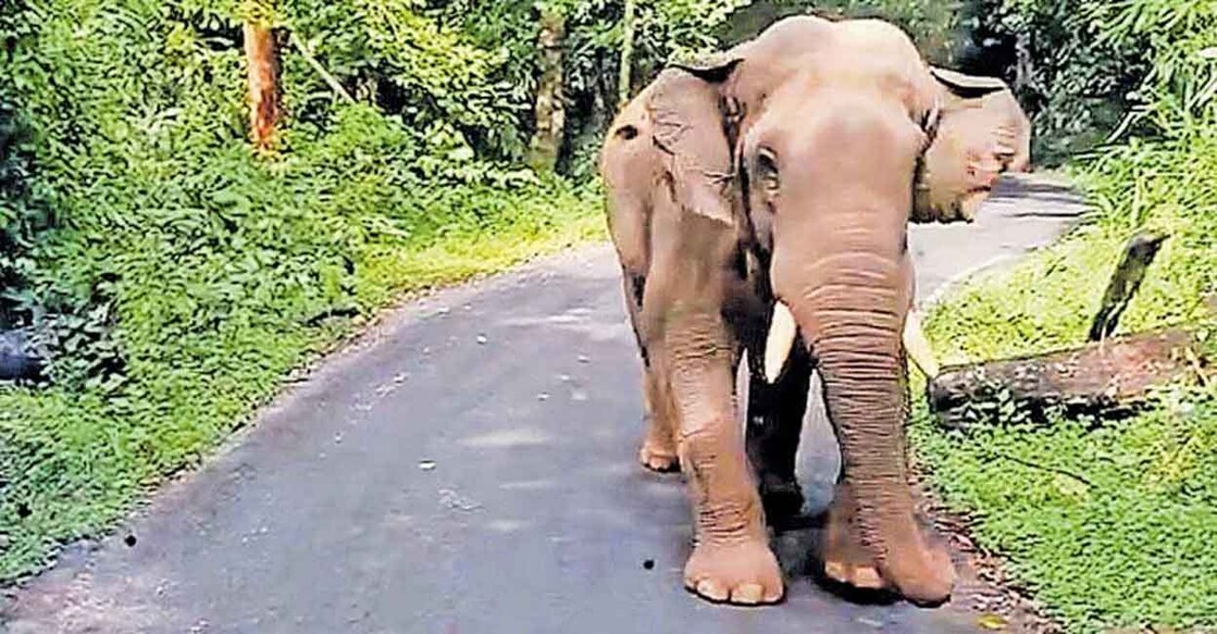 The lone wild tusker started charging at the bus on the Chalakkudy-Valpparai route around 9 am on Wednesday. Photo: Manorama