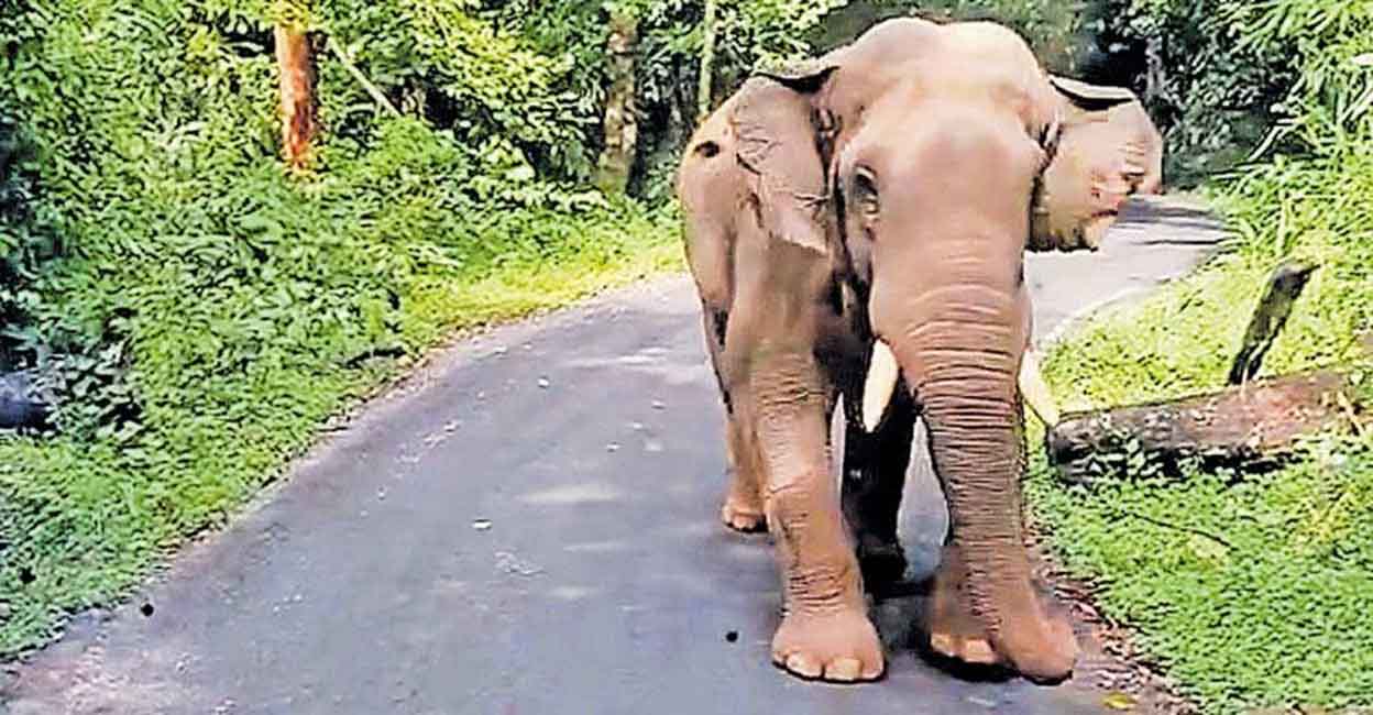 The lone wild tusker started charging at the bus on the Chalakkudy-Valpparai route around 9 am on Wednesday. Photo: Manorama