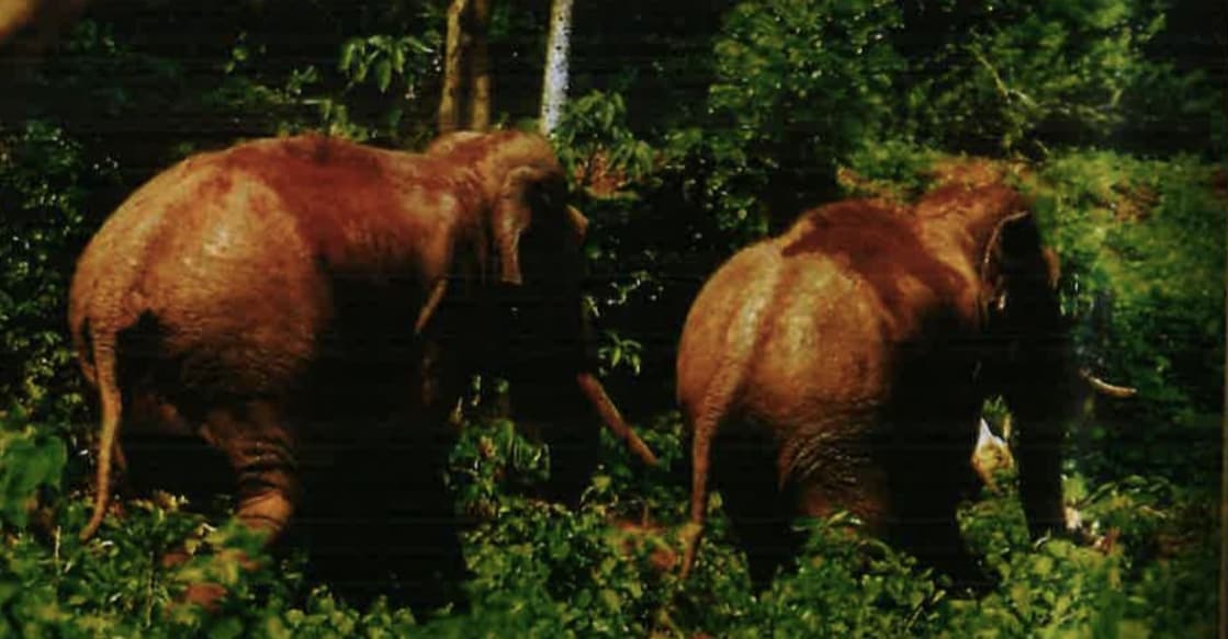 palakkad-tusker The elephant was seen spending day time mostly with another tusker identified as PT15 in the unattended teak plantation of Palakkad in 2020. Photo: Special Arrangement