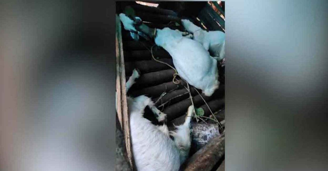 Wayanad's Meenangadi village where seven goats were killed Saturday night. Photo: Manorama Wayanad's Meenangadi village where seven goats were killed Saturday night. Photo: Manorama