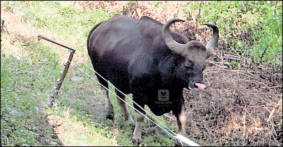 Wild buffalo spotted at Mangalampara area of Pallanad near Marayoor in Idukki.