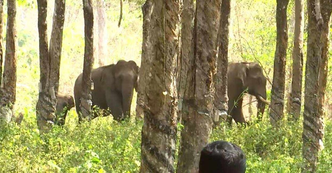 The elephants camping at Palappilly rubber estate. Screengrab/MMTV
