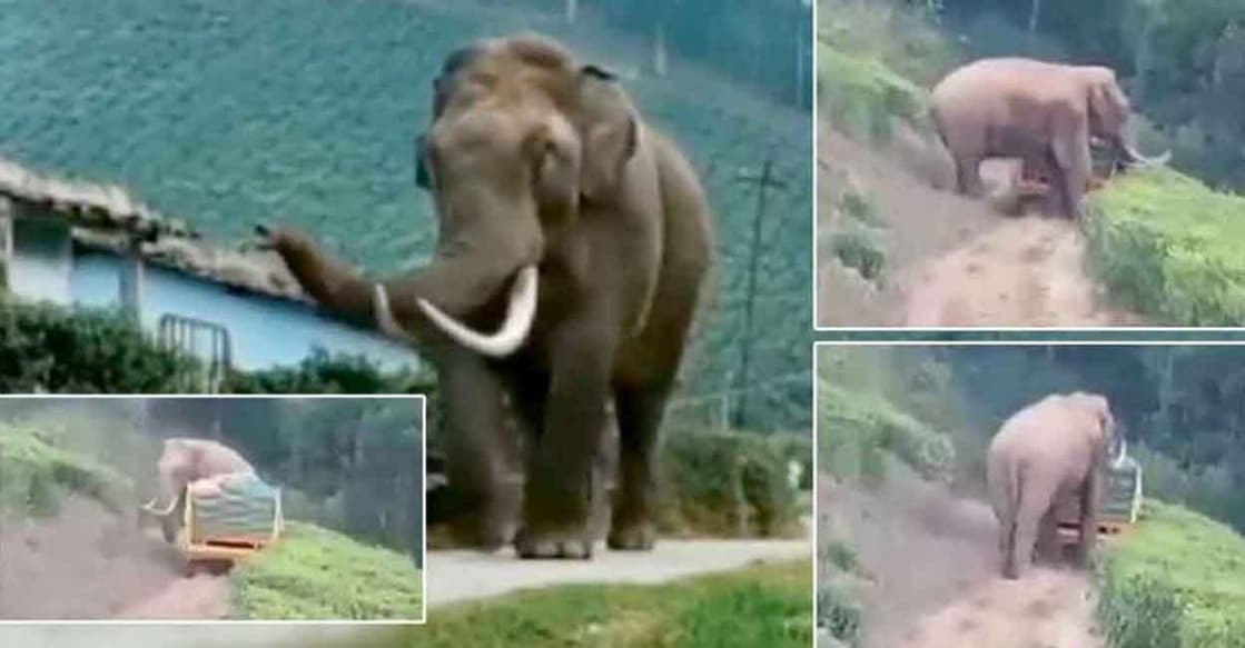elephant-tractor-big elephant-tractor-big