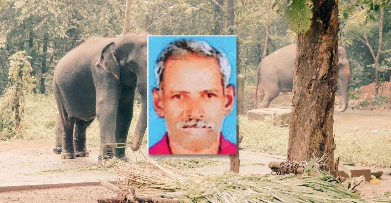 Article image Haritha