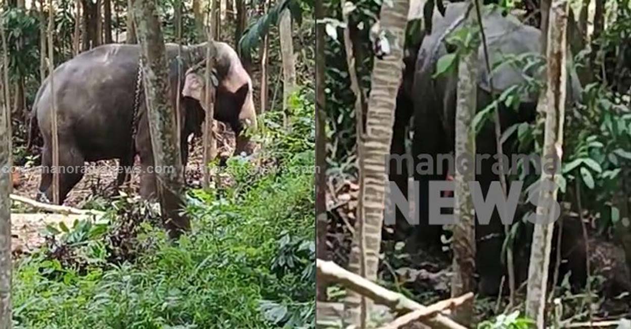 Attempts to tame the elephant were on. 