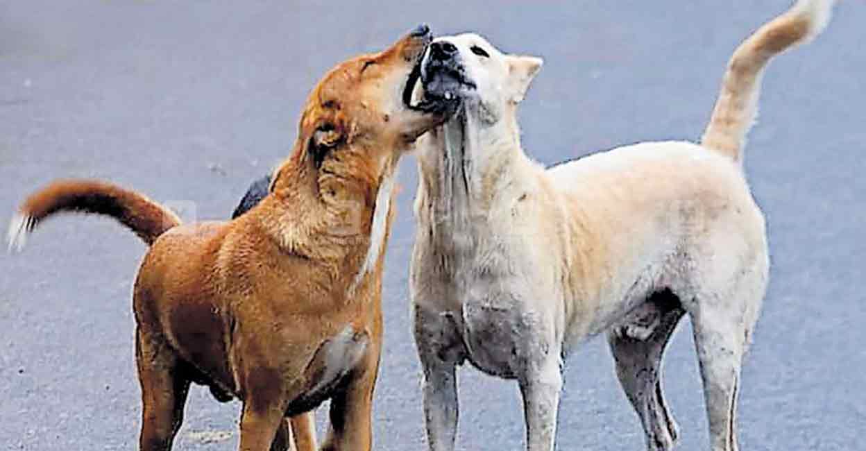 Stray dogs vaccination: 800 persons volunteer to catch dogs | Manorama  English