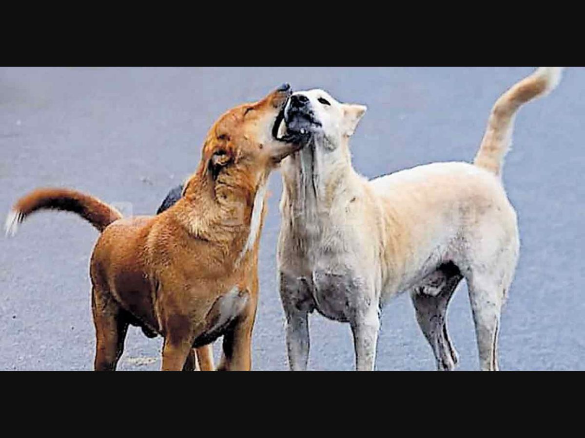 Kerala to seek SC permission to cull rabies-infected stray dogs