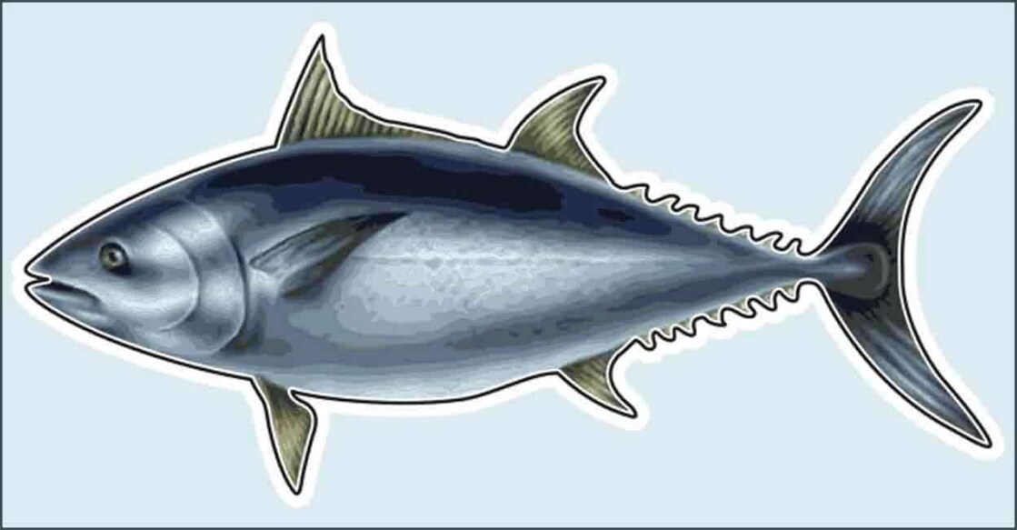 fish-big
