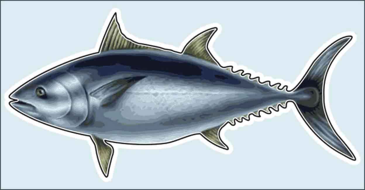 fish-big