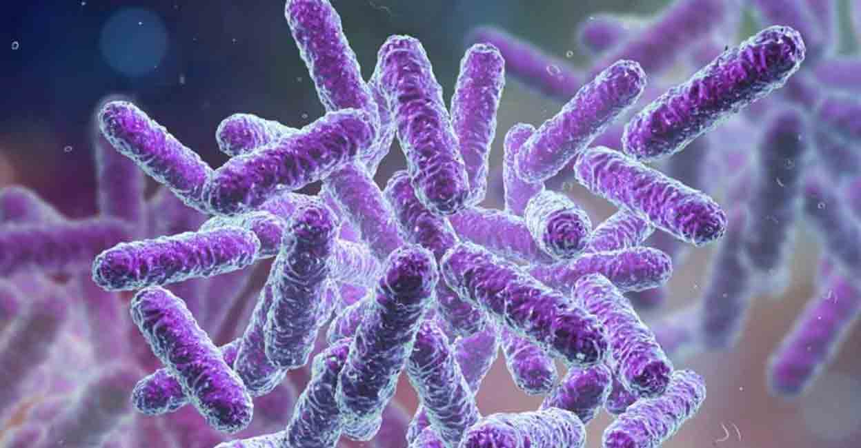 Shigella bacteria causes the intestinal disease called shigellosis.