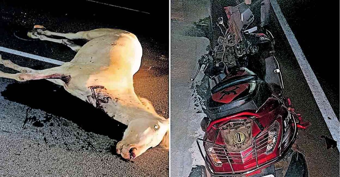 Horses escape from Kuthiran stable, ram vehicles on NH, one killed